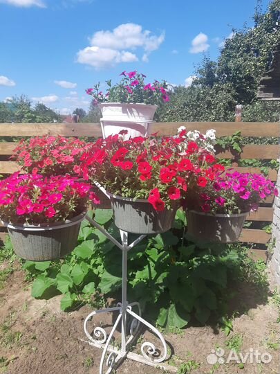 Петуниевое дерево