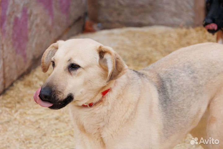 Собака добрая Берточка лапоушка