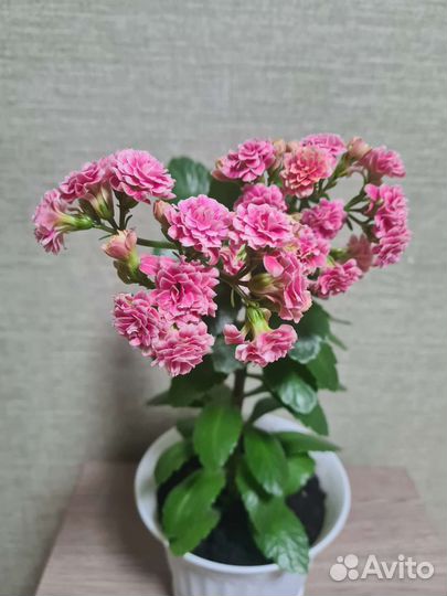 Каланхоэ цветущий, розовый,белый.Хлорофитум