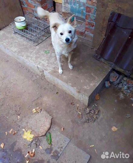 Собачка добрые руки