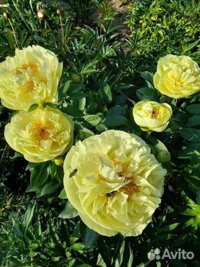 Корни пионов, ирисы, лилии, флоксы, цветы