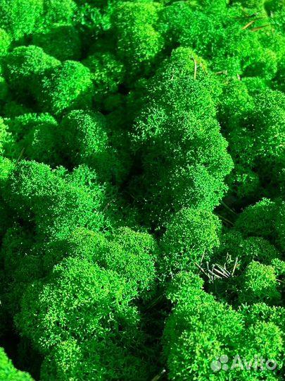 Стабилизированный мох, 1 кг