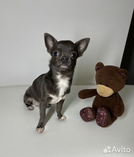 Вязка чихуахуа мальчик голубой