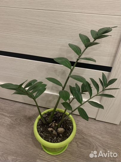 Замиокулькас