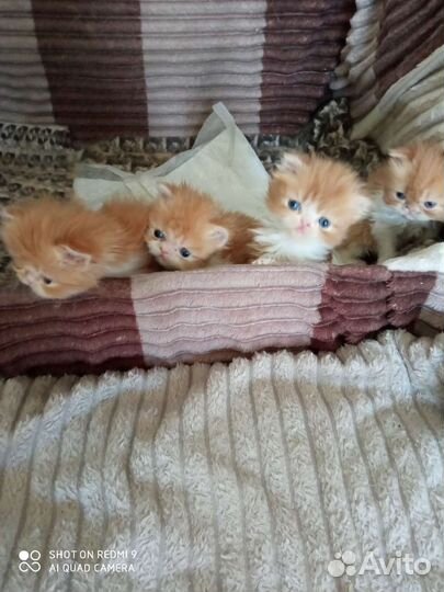 Котята