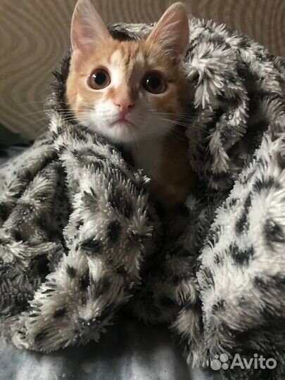 Котëнок в добрые руки