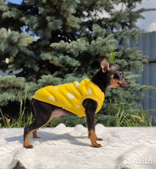 Мальчик той-терьер