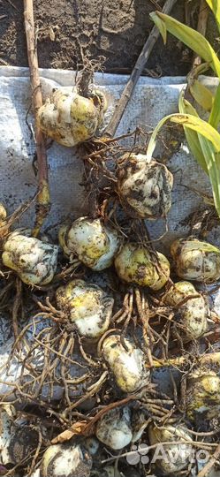 Лилия желтая лемон