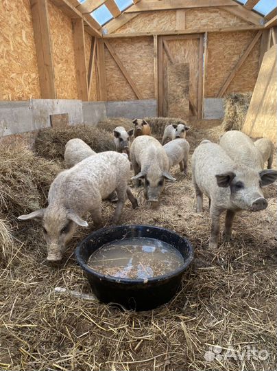 Поросята Венгерская Мангалица (Дмитрий Куцко)