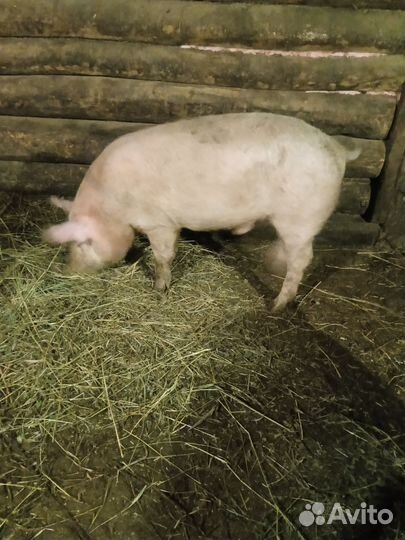 Хряк на племя