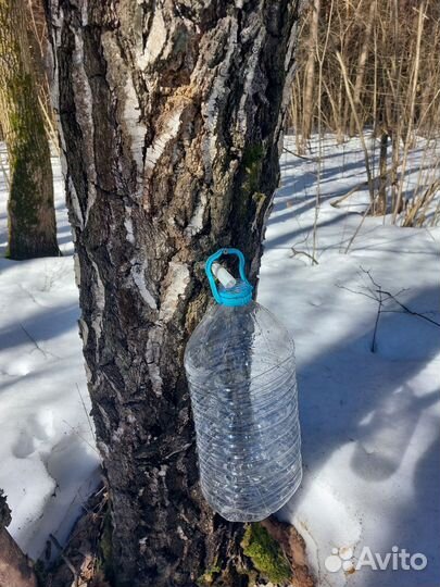 Березовый сок
