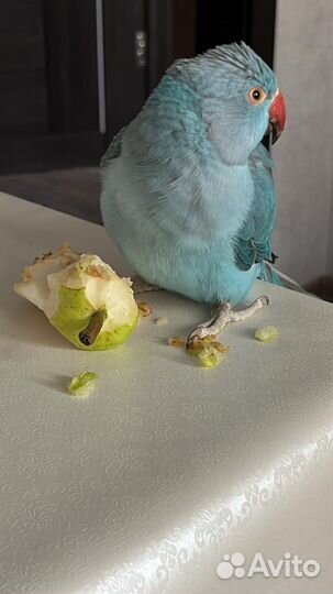 Ожереловый попугай