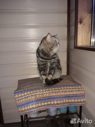 Вязка экзот