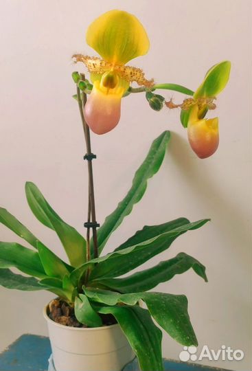 Пафиопедилюм, орхидея paphiopedilum Pinoccio