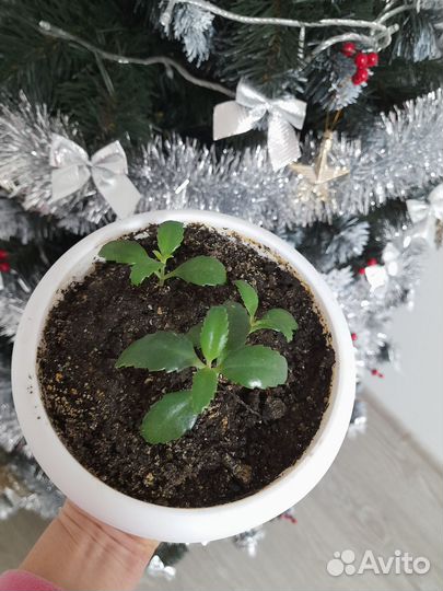 Коланхое лечебное