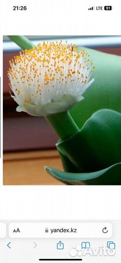 Комнатные цветы