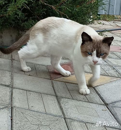 Молодые котики, в добрые руки, кастрированны