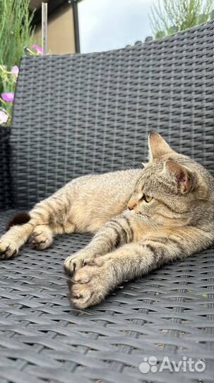 Уникальная кошка