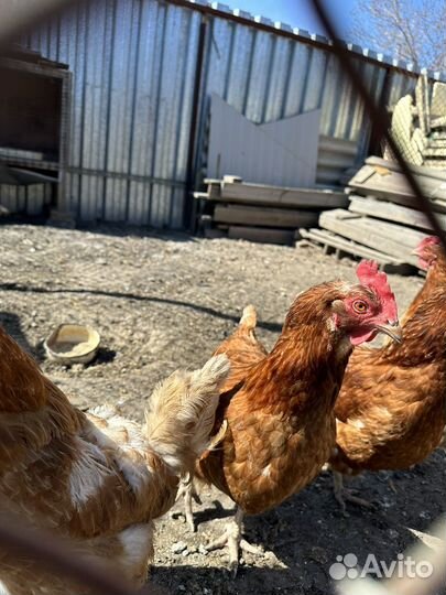 Куры несушки красные
