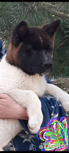 Щенки американской акиты