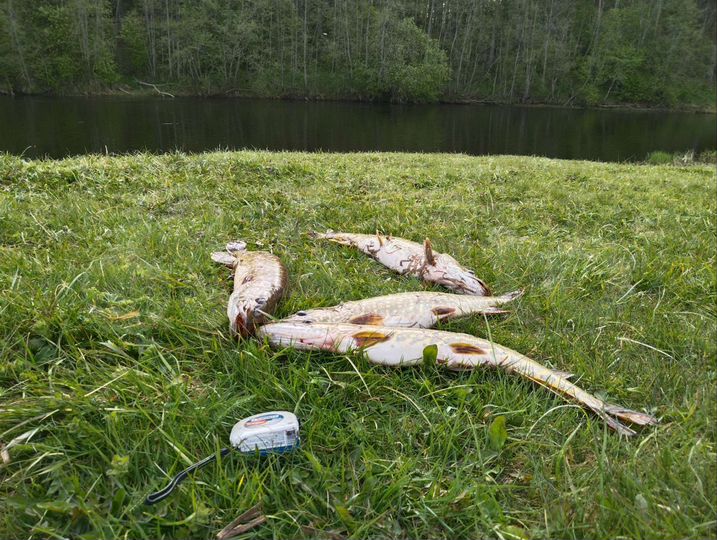 Дом 36 м² на участке 30 сот.