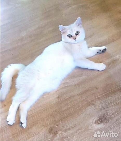 Шотландская девочка