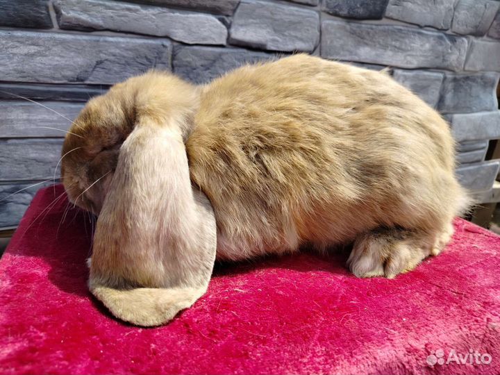 Кролик французский баран