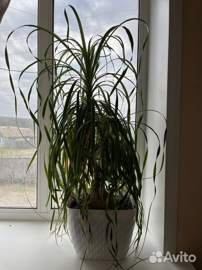 Бутылочное дерево (Нолина)