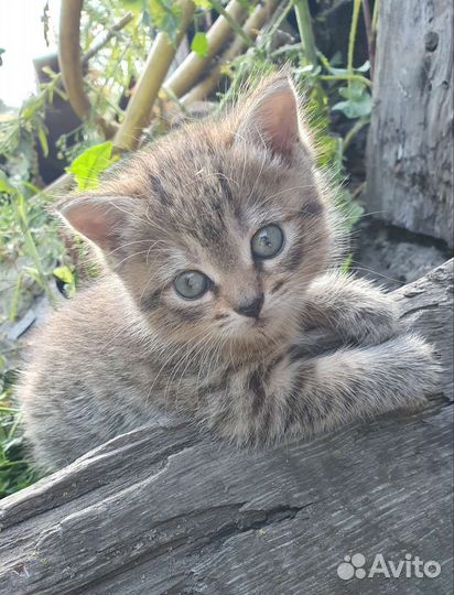 Котенок в добрые руки