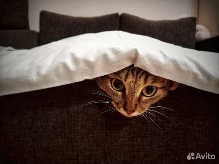 Кошка Мяу ищет семью (бесплатно, в хорошие руки)