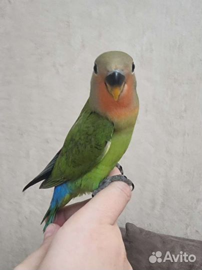 Неразлучник ручной