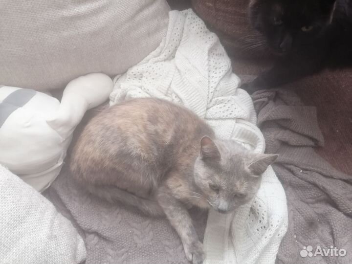 Домашние животные кошки