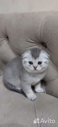 Шотландские