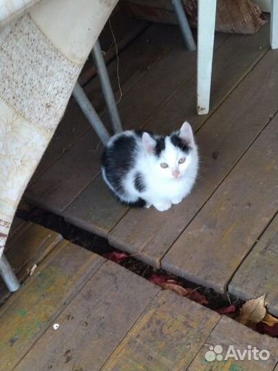 Кошка в дар