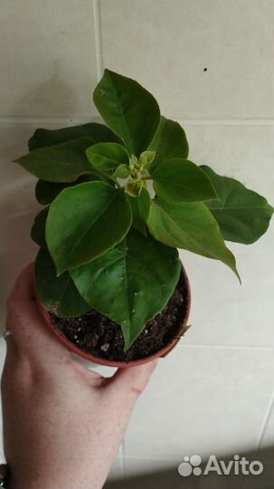 Бугенвиллеи (мандевила)