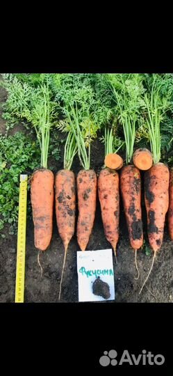 Семена моркови