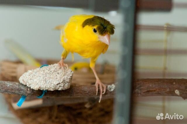 Клубные кенара