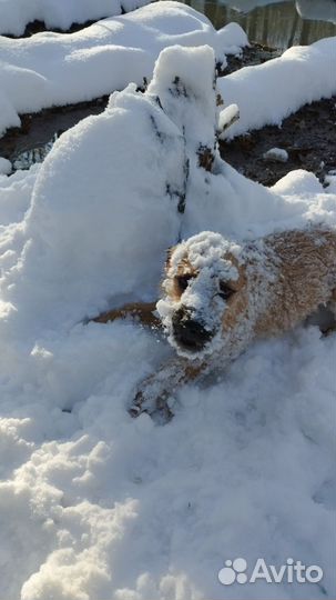 Отдам щенка в добрые руки бесплатно