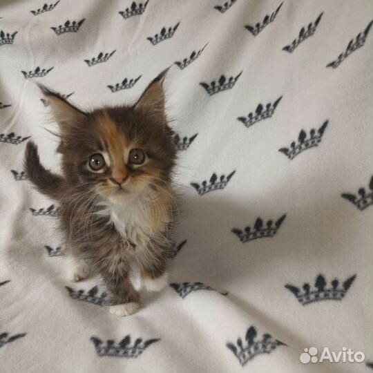 Котята мейн-кун