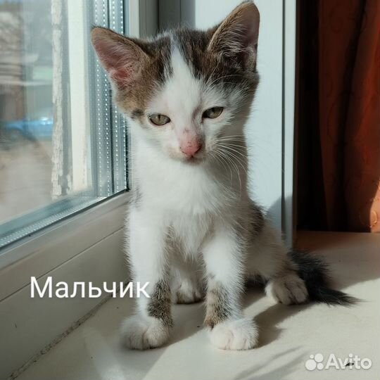 Котята в дар