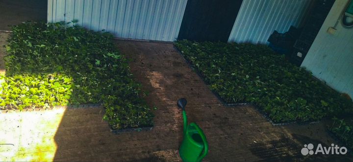 Рассада клубники опт/роз