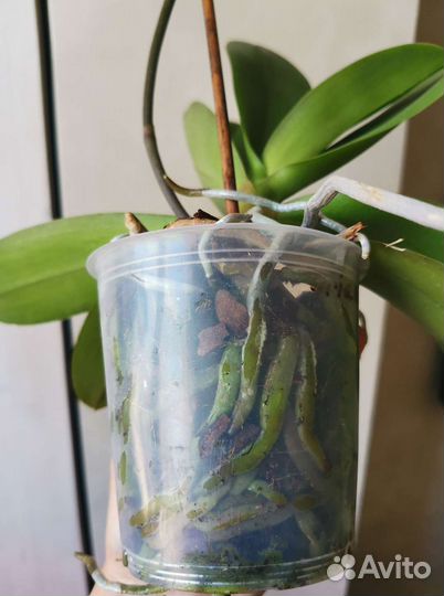 Орхидея фаленопсис восточный экспресс