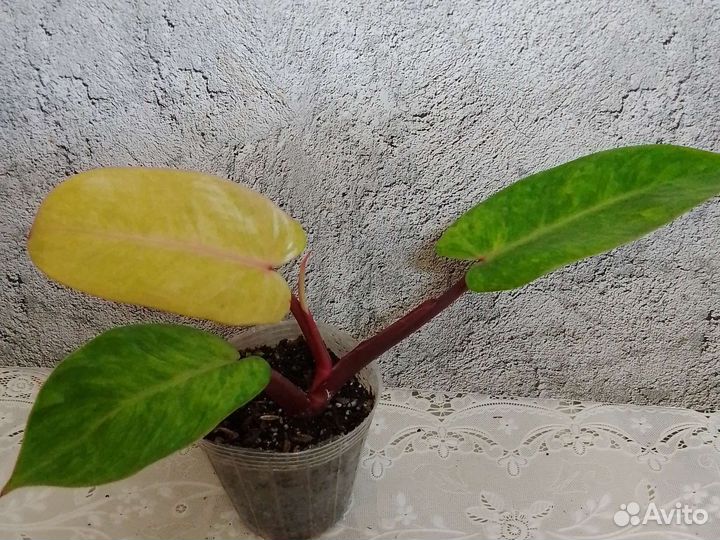 Филодендрон 2