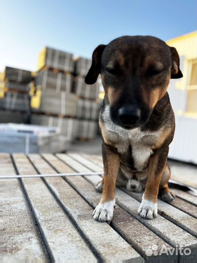 Брусчатка тротуарная плитка от завода от 120 м2