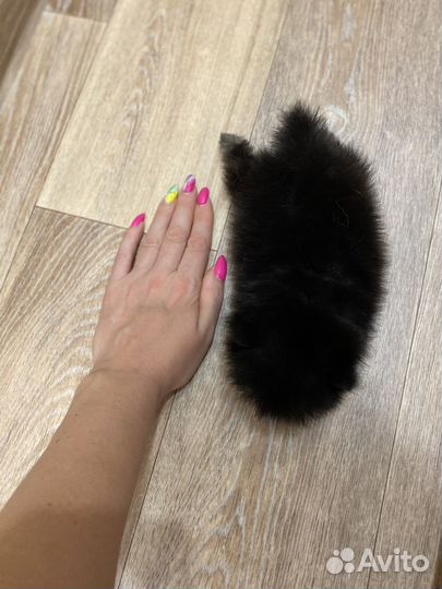 Померанский шпиц mini