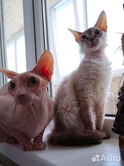Котенок сфинкс /корниш