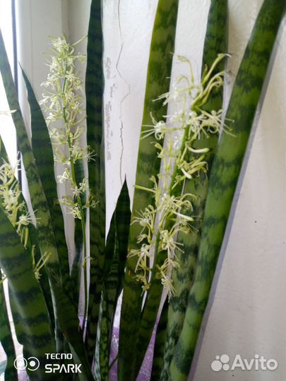 Сансиверия цветущая