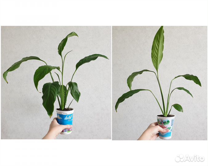 Спатифиллум, красивое растение Женское счастье