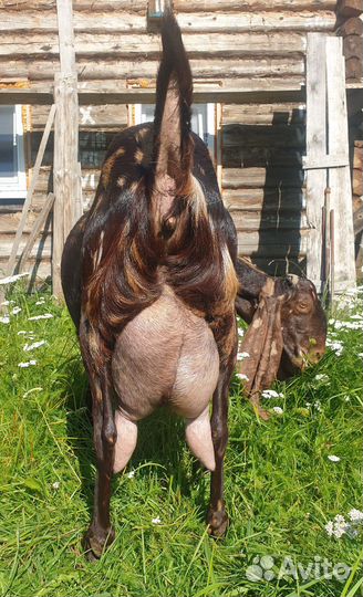 Чистопородные коза и козёл Камори