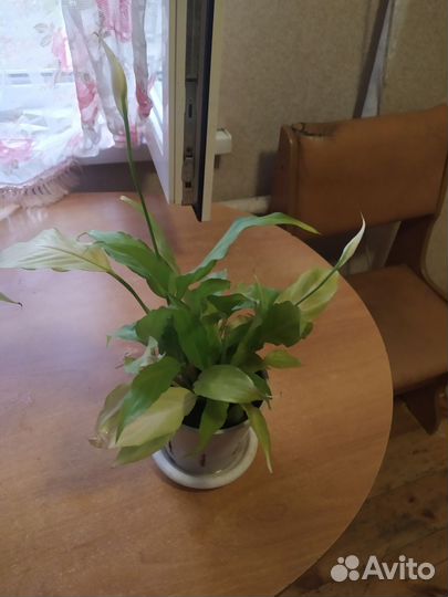 Спатифиллум Женское Счастье